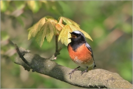 <p>REHEK ZAHRADNÍ (Phoenicurus phoenicurus) /Common redstart - Gartenrotschwanz/</p>